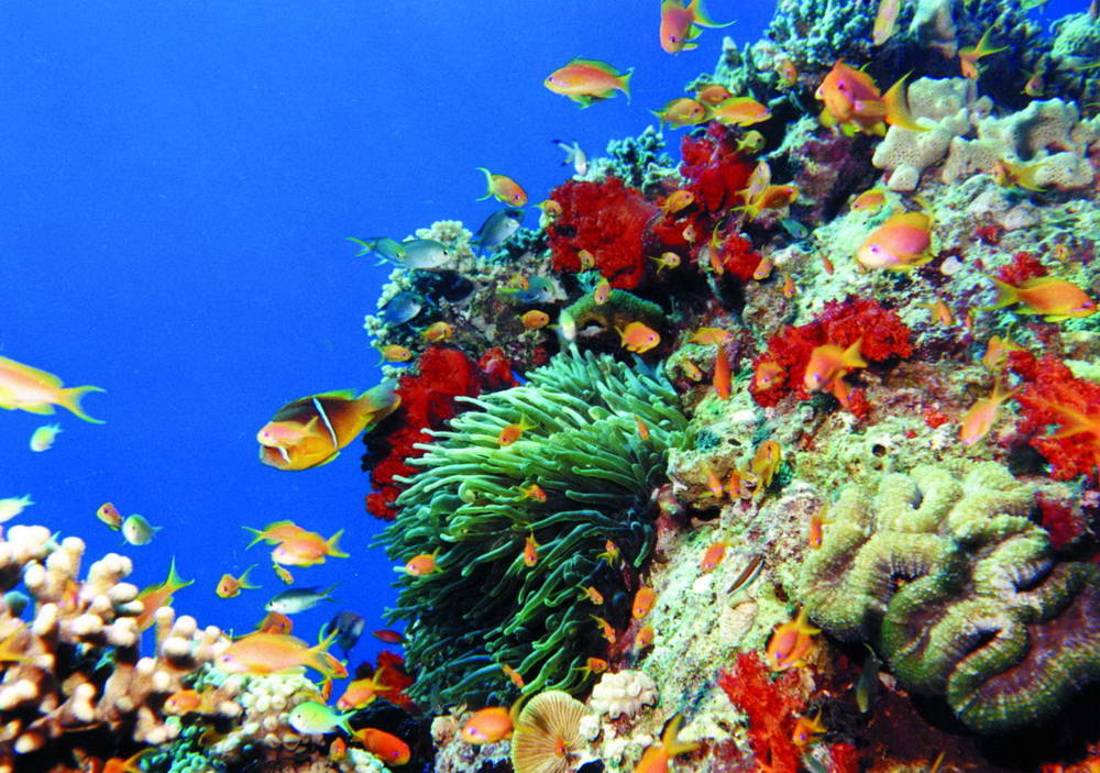 Aqaba Marine Reserve Advances in UNESCO World Heritage Nomination