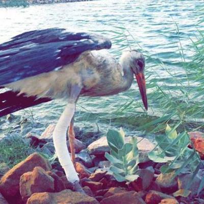 4bird Jordan Private Tours